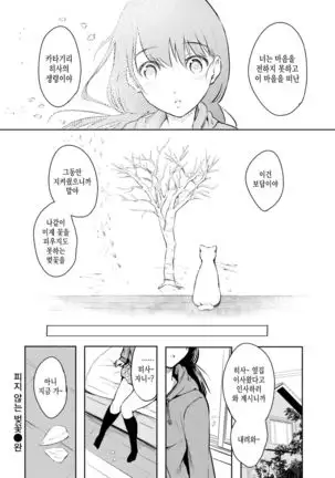 Sakanai Sakura | 피지 않는 벚꽃