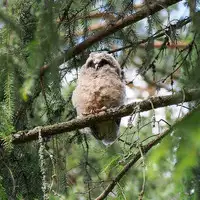 [Shiina] Noraneko Shoujo to no Kurashikata Ch. 7 (COMIC Ananga Ranga Vol. 19) [Chinese] [虎斑木菟漢化] [Digital]