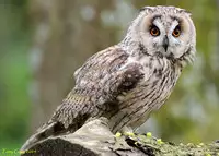 [Shiina] Noraneko Shoujo to no Kurashikata Ch. 4-15 [Chinese] [虎斑木菟漢化] [Digital]