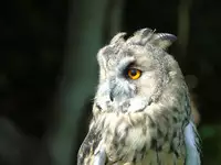 [Shiina] Noraneko Shoujo to no Kurashikata Ch. 4-14 [Chinese] [虎斑木菟漢化] [Digital]