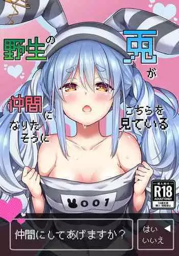 Yasei no Usagi ga Nakama ni Naritasou ni Kochira wo Miteiru | 野生兔子似乎想當夥伴,一直町著你看