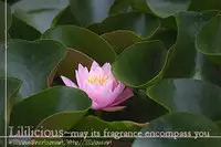 [Takahashi Itsumi] The Great Closet Operation (Yuri Hime Wildrose 3) [English]